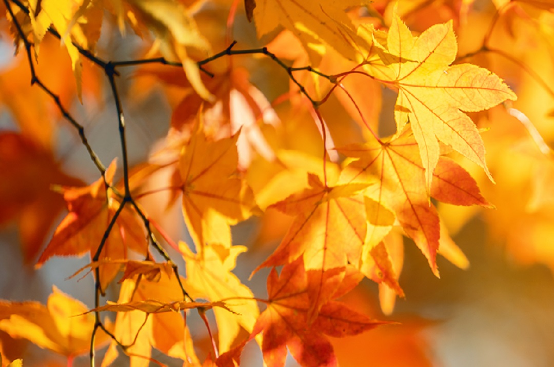 sun shining on fall colored leaves