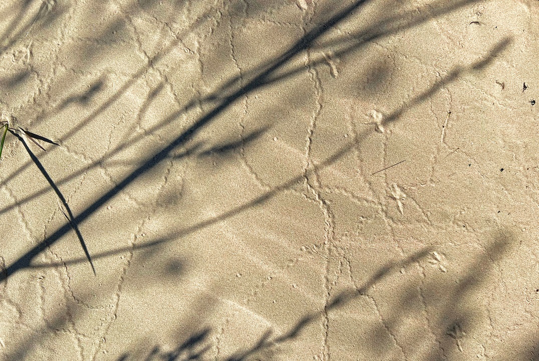 sun casting shadow of plants on sand