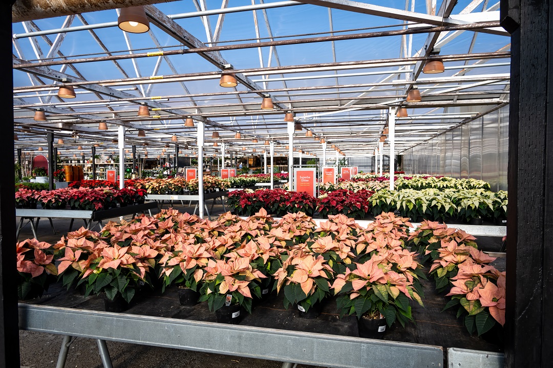 Greenhouse with poinsettias on tables