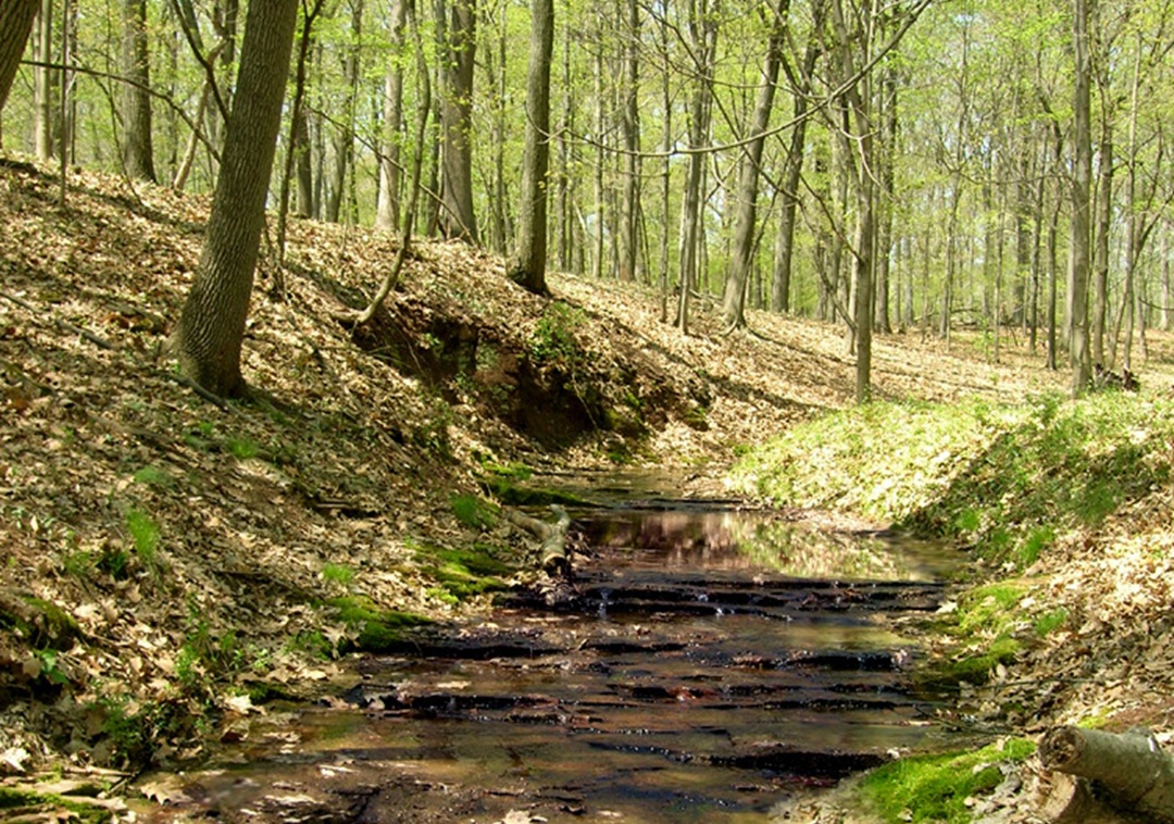 Image from Rutgers Eco preserve, with many trees and a rocky brook angling downward