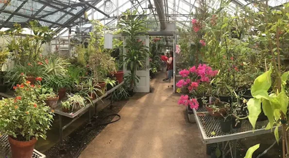 Interior photo of the Rutgers Floriculture Greenhouse, with plants lining an aisle and person holding a plant in the background