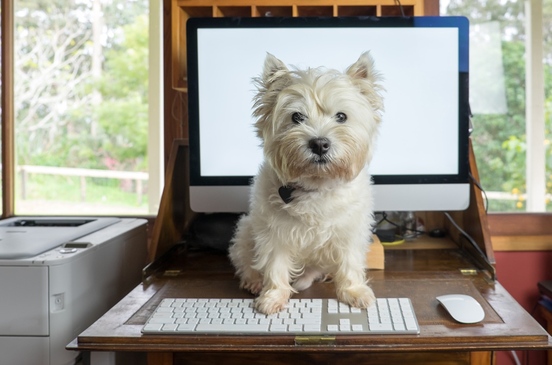photo of a small white dog sitting on a desk with a paw on a keyboard and computer in the background