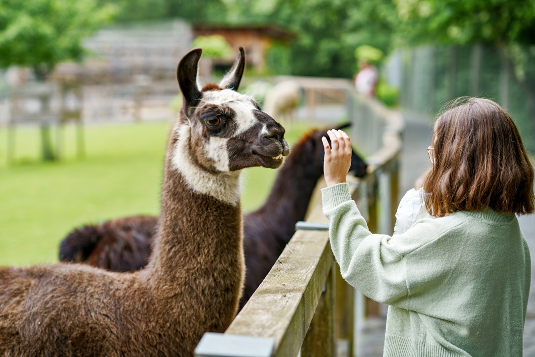Photo of a girl standing at a split rail fence feeding an alpacas llama on the other side of the fence.
