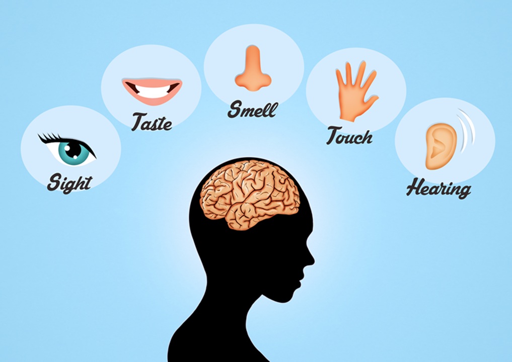 Black silhouette image of a person with their brain shown in a beige color, and above the silhouette are images and words representing the five senses: sight, taste, smell, touch, hearing