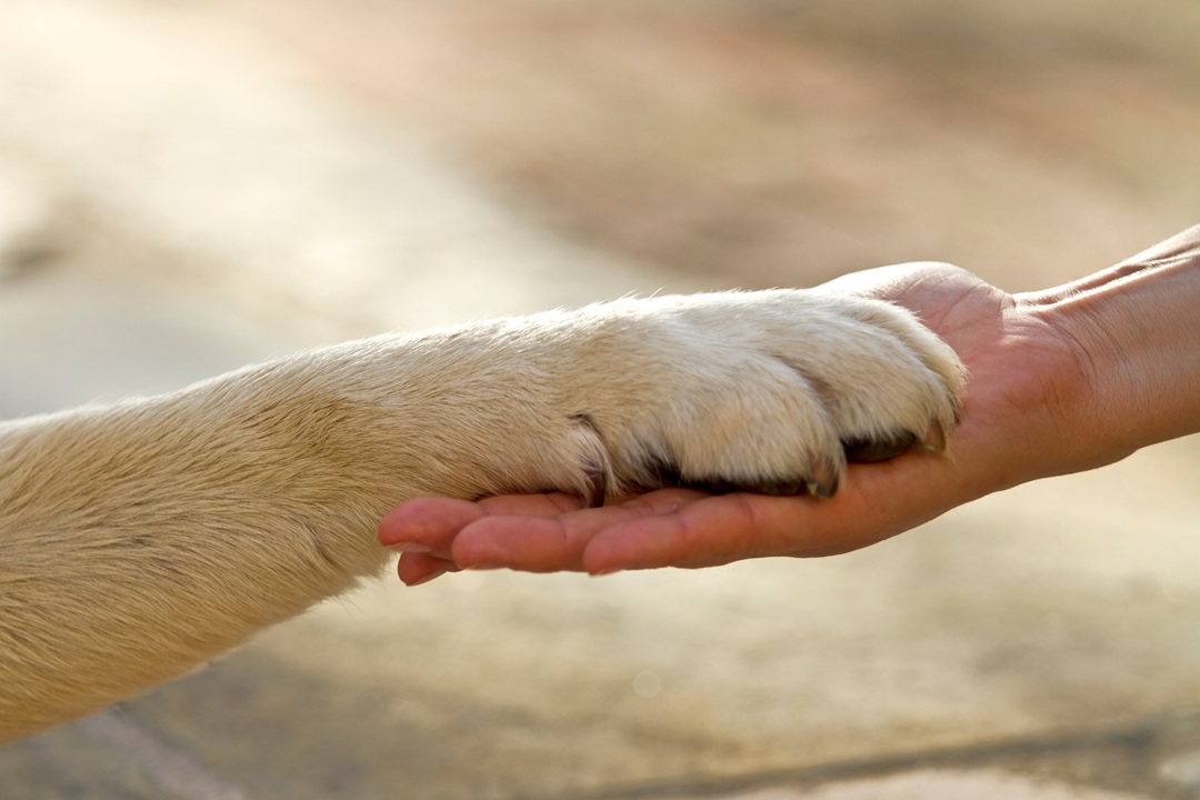 photo of a woman's hand palm side up, and a tan-colored dog's paw resting in it