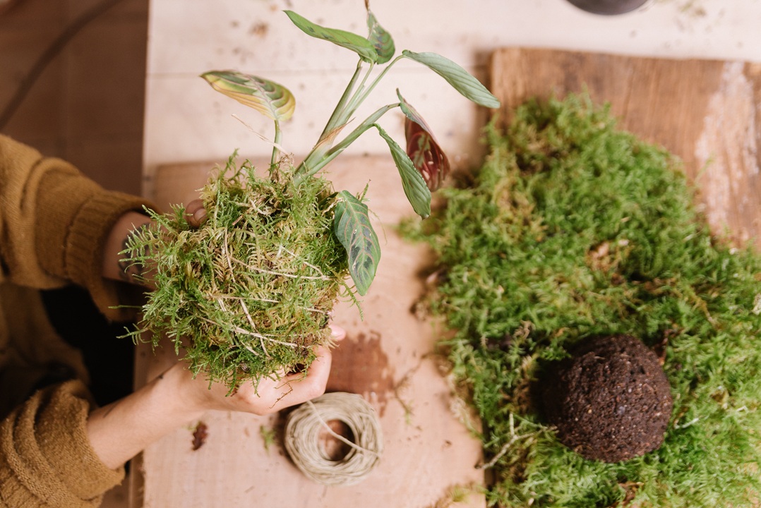 Image of a woman's hands doing kokedama, a Japanese art form using moss as a base and support for a plant